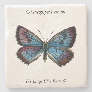 Glaucopsyche arion - The Large Blue Butterfly Stone Coaster