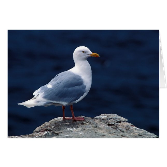 Glaucous Gull (Front Horizontal)