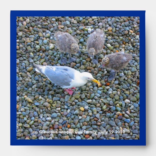 Glaucous-winged Gull family square Envelope (Front)