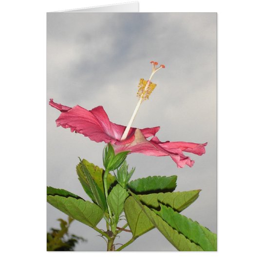 Glebe Reading Garden: Clarion Card