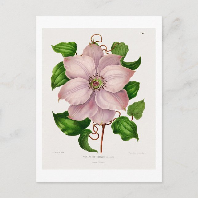 Glematis Hyb. Sieboldia chromolithograph plates Postcard (Front)