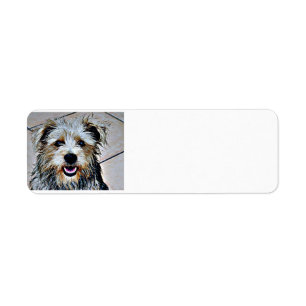 Glen d'Imaal Terrier