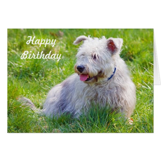 Glen of Imaal Terrier dog happy birthday card