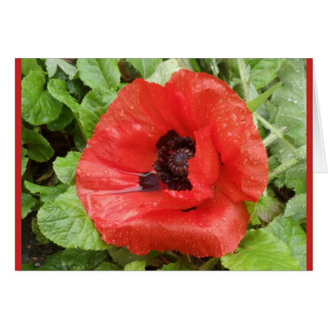 Glenveigh National Park, N.I. (Front Horizontal)