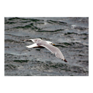 Glide 36 x 25.20" Papier photo professionnel Kodak