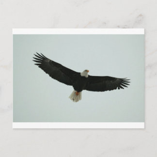 Gliding bald eagle postcard