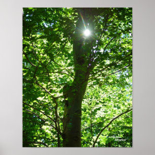 Glistening Sun Tree Poster