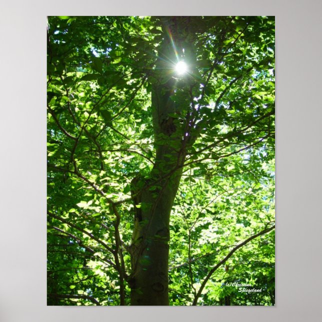 Glistening Sun Tree Poster (Front)