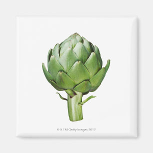 Globe Artichoke on White Background Cut Out Magnet