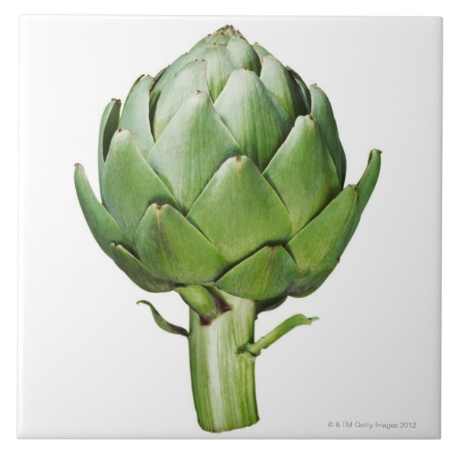 Globe Artichoke on White Background Cut Out Tile (Front)