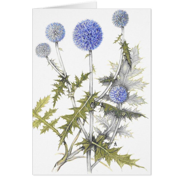 Globe Thistle Collection (Front)