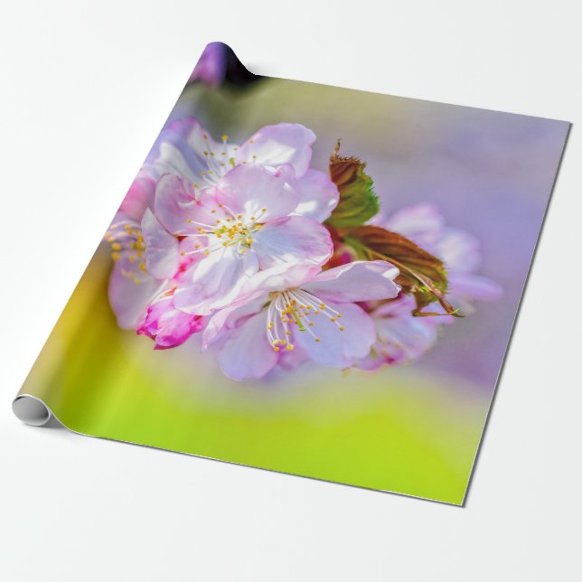Globular Cluster Of Awesome Pink Sakura Flowers Wrapping Paper (Unrolled)