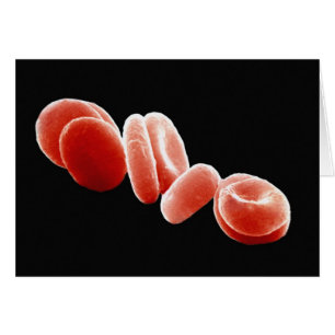 Globules rouges
