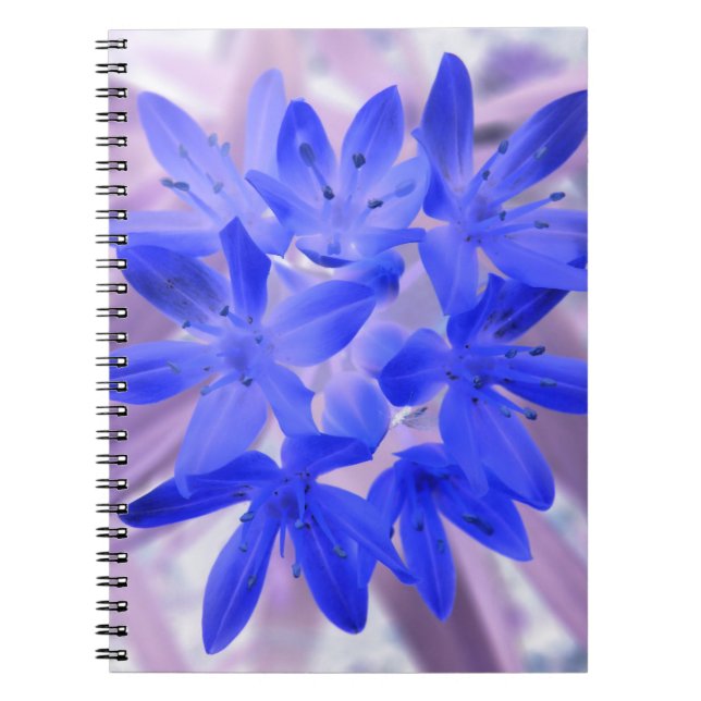 Gloire du Carnet bleu bouillonnant de neige (Devant)