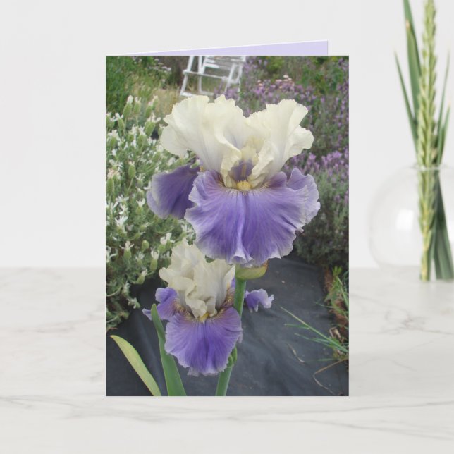 Glorieux violet Iris Fleur Floral Carte Anniversai (Devant)
