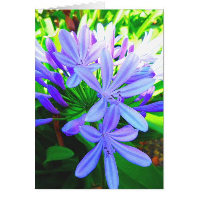 Glorious Agapanthus - Gift Card (Front)