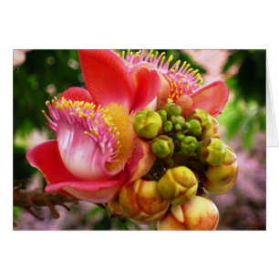 Glorious Buddha Blossom