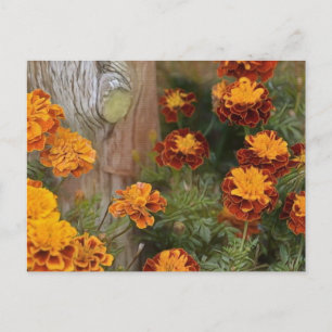 Glorious Marigolds Postcard