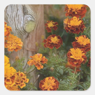 Glorious Marigolds Square Sticker