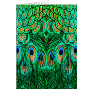 Glorious Peacock Feathers