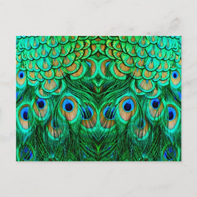 Glorious Peacock Feathers Postcard (Front)