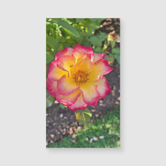 Glorious Pink Summer Bloom