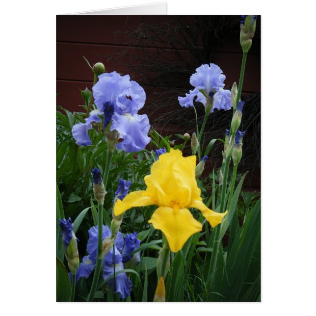 Glorius Irises (Devant)
