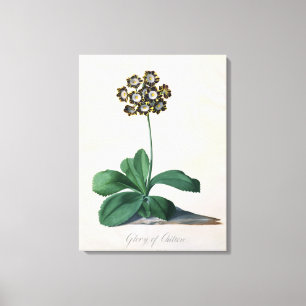 Glory of Chilton (gouache on vellum) Canvas Print