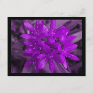 Glory Of The Snow Purple Postcard