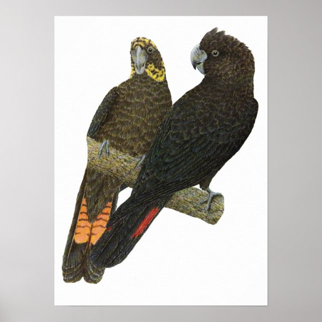 Glossy Black Cockatoo Pair Poster (Front)