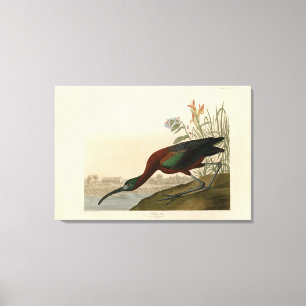 Glossy Ibis - from Audubon's Birds of America Canvas Print