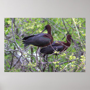 Glossy Ibis Poster