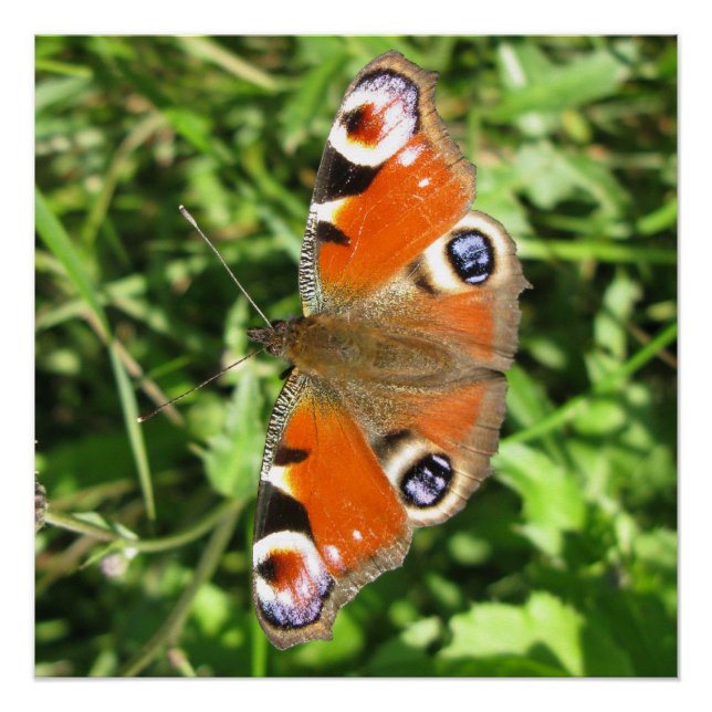 Glossy Poster (Front)