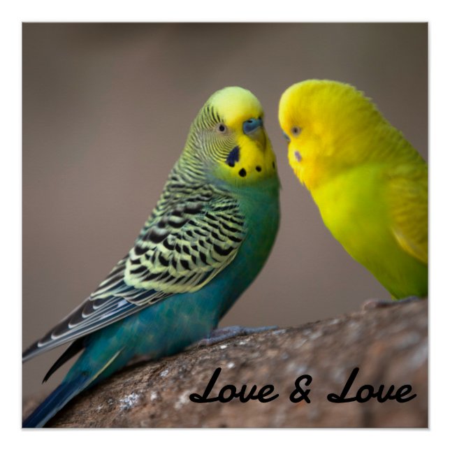 Glossy Poster Love Black Colour Text Birds Image (Front)