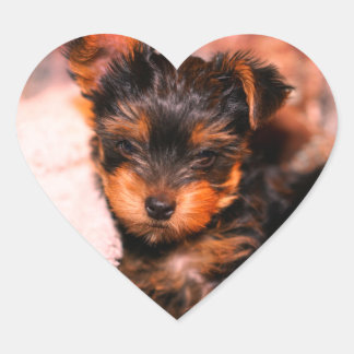 Glossy Yorke Pup Small Heart Sticker