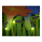 Glow-Worms at Night Poster