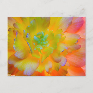 Glowing Begonia Blossom Seabeck, WA Postcard