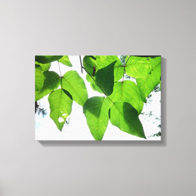 Glowing birch leaves Stretched Canvas Print (Front)
