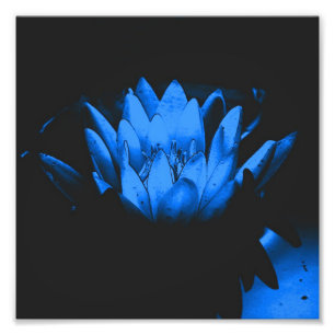 Glowing Blue Water Lily Lotus Flower Abstract 8x8 Photo Print
