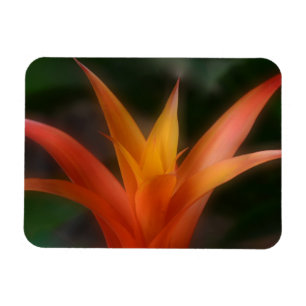 Glowing Bromeliad Magnet