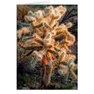 Glowing Cholla