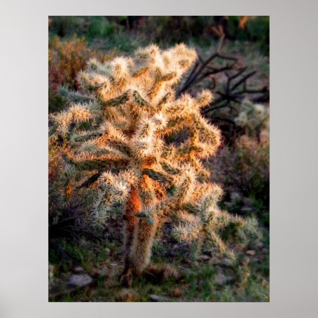 Glowing Cholla Poster (Front)