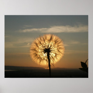 Glowing Dandelion Poster