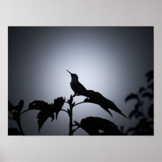 Glowing Hummingbird Silhouette Poster