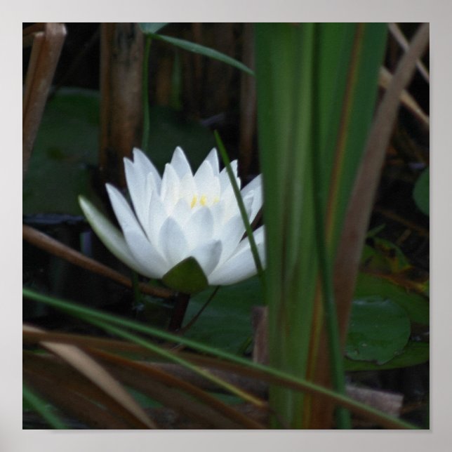 Glowing Lotus Water Lily Flower Poster (Front)
