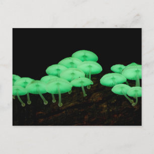 Glowing Mushrooms Postcard