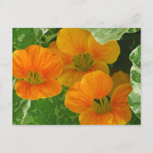 Glowing Nasturtiums Postcard