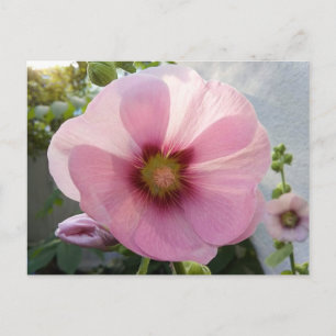 Glowing Pink Hollyhock Flower Postcard