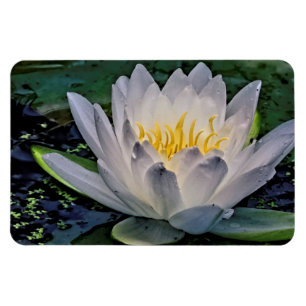 Glowing White Lotus flower Magnet