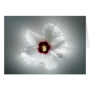 glowing white petals